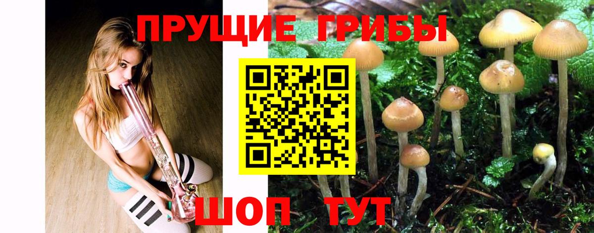 Каменка  Галлюциногенные грибы GOLDEN TEACHER  Псилоцибиновые грибы Magic Shrooms  Вход с VPN 